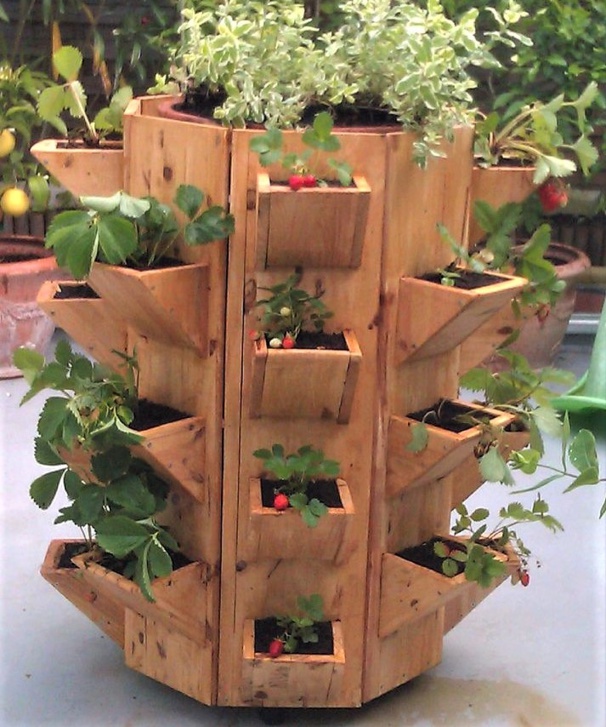Idées plantations fraisiers