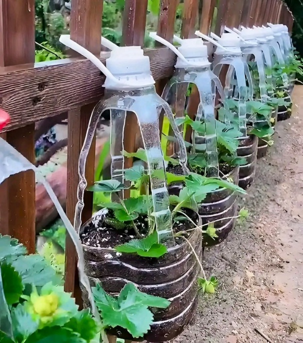 Idées plantations fraisiers Idées plantations fraisiers