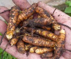 Le Curcuma : antioxydant, anti-inflammatoire, anti-tumoral.