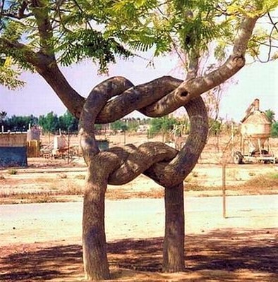 arbre noué