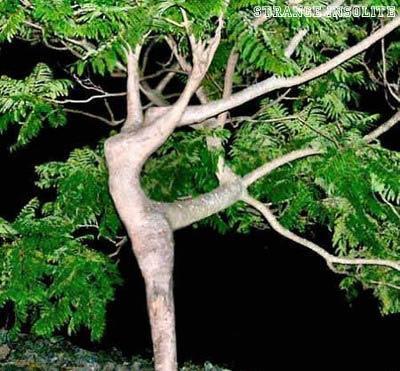 une sculpture vivante..