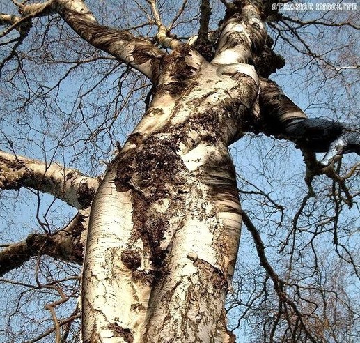 impressionnant de réalisme..