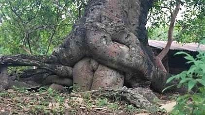 En pleine nature...on trouve des arbres naturistes !