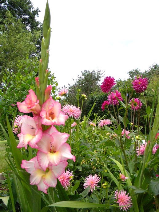 Des fleurs et encore des fleurs !