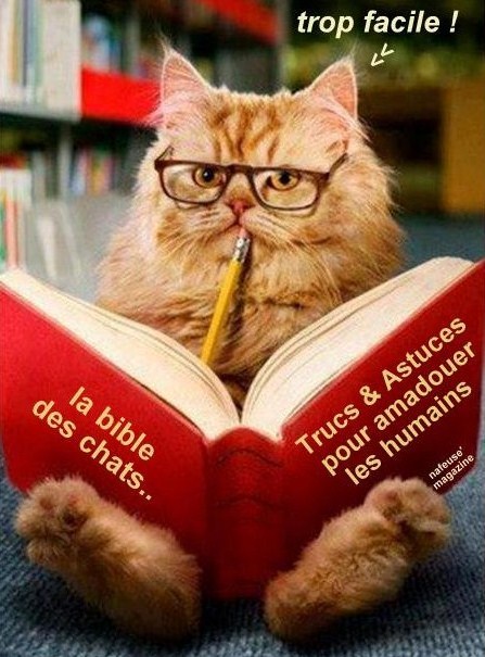 Photos humour : les chats font la loi ! Photos humour : les chats font la loi !