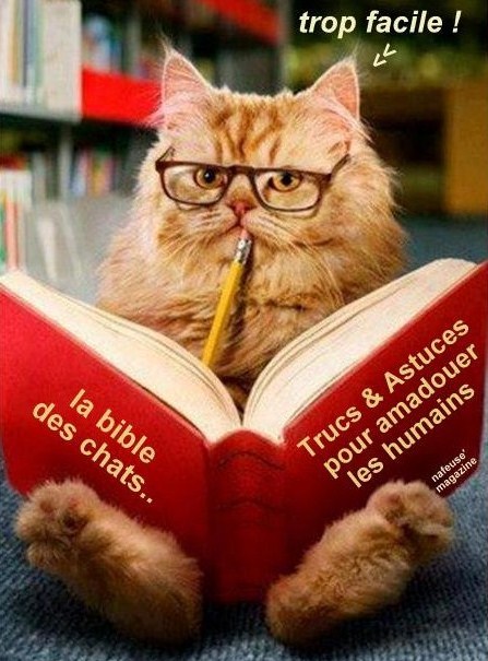 Photos humour : les chats font la loi !