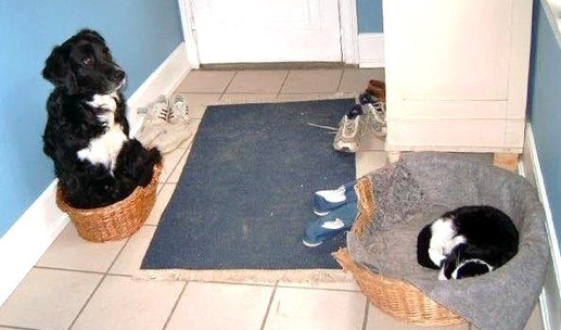Non mais, c'est qui le patron à la maison ! Non mais, c'est qui le patron à la maison !