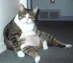 Ben, j'ai bien mangé moi ce midi ! Ben, j'ai bien mangé moi ce midi !