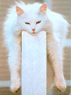 Cool Raoul ! y a pas le feu au lac ! Cool Raoul ! y a pas le feu au lac !