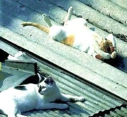 Dire, qui y en a qui bossent ! Dire, qui y en a qui bossent !