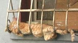 Une p'tite sieste, peinard..au frais ! Une p'tite sieste, peinard..au frais !