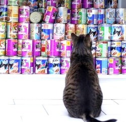Bon, qu'est ce que je mange ce soir ? Bon, qu'est ce que je mange ce soir ?