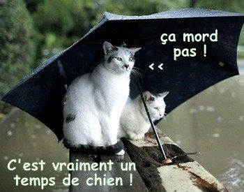 Heureusement, t'as pensé à prendre le pépin ! Heureusement, t'as pensé à prendre le pépin !