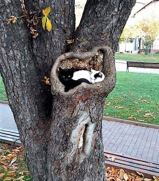 Images drôles : la belle vie des chats ! Images drôles : la belle vie des chats !