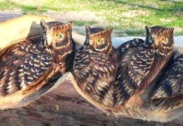 Art insolite : sculptures sur tronc d'arbres.. Art insolite : sculptures sur tronc d'arbres..