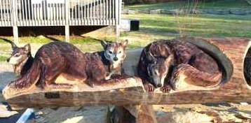 Art insolite : sculptures sur tronc d'arbres.. Art insolite : sculptures sur tronc d'arbres..
