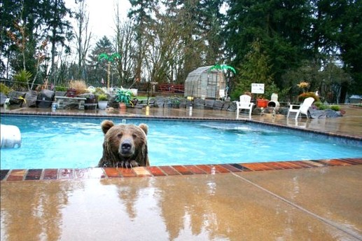 Love story entre un ours et un homme !