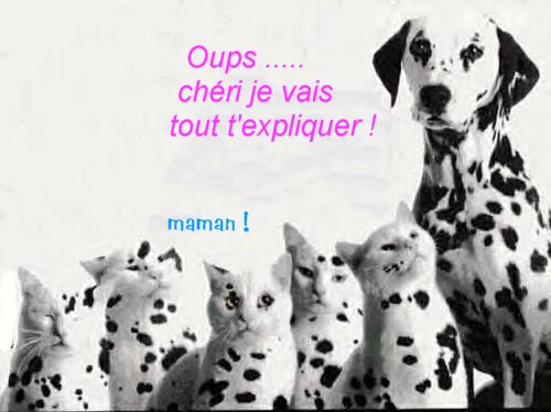 Dessins humoristiques de nos amis les bêtes ! Dessins humoristiques de nos amis les bêtes !