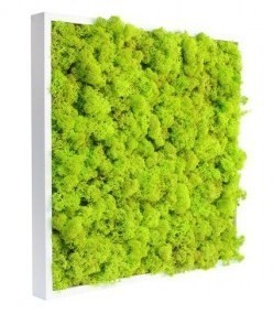 Idée déco : le tableau végétal ! Idée déco : le tableau végétal !
