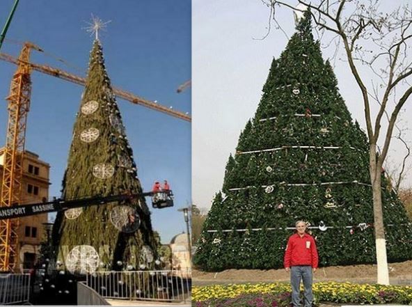 Sapins Noël géants..