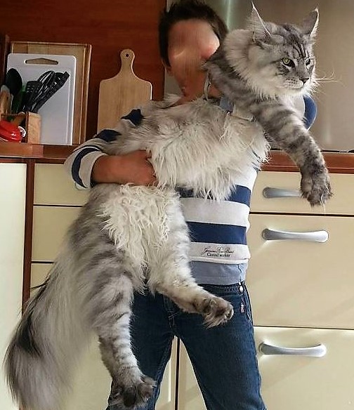 Les 10 chats les plus gros du Net ! Les 10 chats les plus gros du Net !