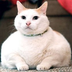 Les 10 chats les plus gros du Net !