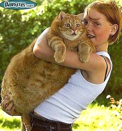 Les 10 chats les plus gros du Net !