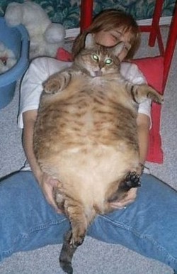 Les 10 chats les plus gros du Net !