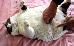Les 10 chats les plus gros du Net ! Les 10 chats les plus gros du Net !