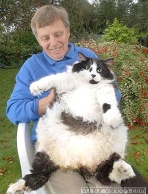 Les 10 chats les plus gros du Net !