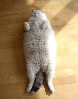 Les 10 chats les plus gros du Net ! Les 10 chats les plus gros du Net !