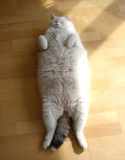 Les 10 chats les plus gros du Net !