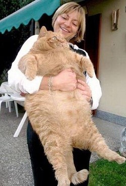 Les 10 chats les plus gros du Net !