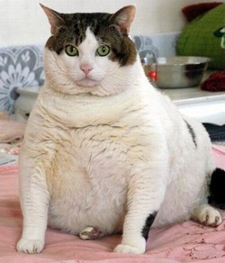 Les 10 chats les plus gros du Net !