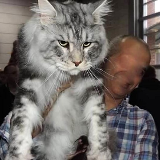 Les 10 chats les plus gros du Net ! Les 10 chats les plus gros du Net !