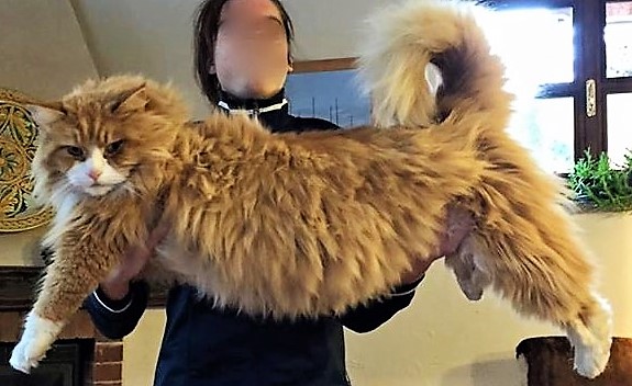 Les 10 chats les plus gros du Net ! Les 10 chats les plus gros du Net !