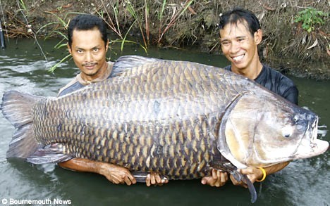 Top 10 des 10 plus grosses, mais très grosses..!