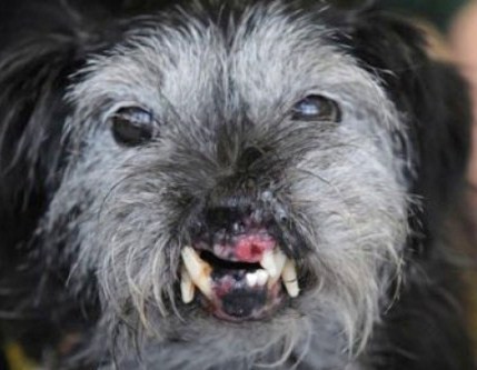 Le dentiste moi connais pas...! Le dentiste moi connais pas...!
