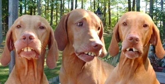Tiens, les 2 Be 3 sont de retour ! Tiens, les 2 Be 3 sont de retour !