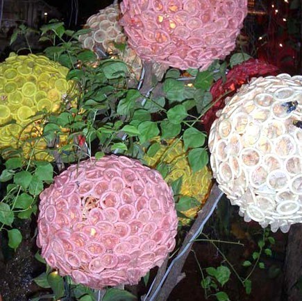 Chrysanthèmes à toute épreuve ! Chrysanthèmes à toute épreuve !
