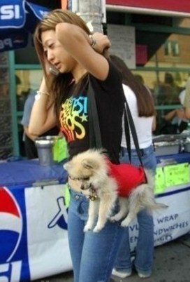 Insolite : les chiens portables ! Insolite : les chiens portables !