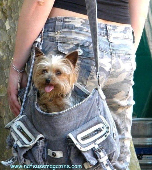 Insolite : les chiens portables ! Insolite : les chiens portables !