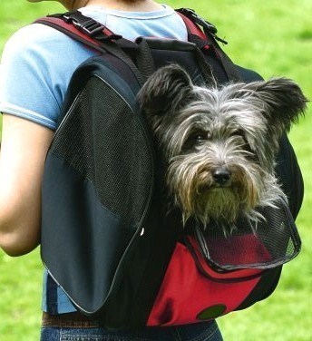 Insolite : les chiens portables ! Insolite : les chiens portables !