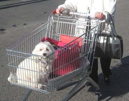 Insolite : les chiens portables !