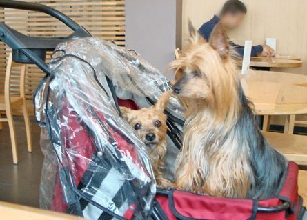 Insolite : les chiens portables ! Insolite : les chiens portables !