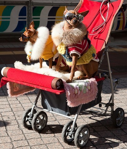 Insolite : les chiens portables ! Insolite : les chiens portables !