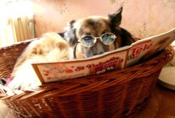 Insolite : les chiens portables ! Insolite : les chiens portables !