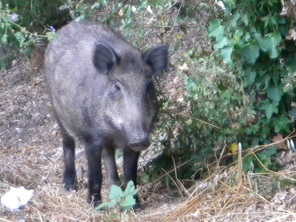 Voici Bill, pas farouche, il a posé sans broncher à 2 mètres de moi..