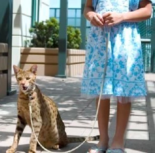 Le chien et le chat les plus chers du monde !