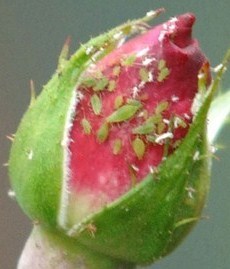 Fabriquer un insecticide Bio 100 % naturel Fabriquer un insecticide Bio 100 % naturel